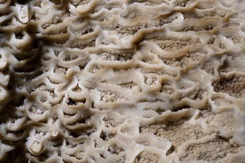 Grotte de Labouiche (Ariège) - Détails de micro gours (SP-23-1735)